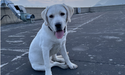 凯发-1.26亿只“毛孩子”，撑不起“宠物友好酒店”？